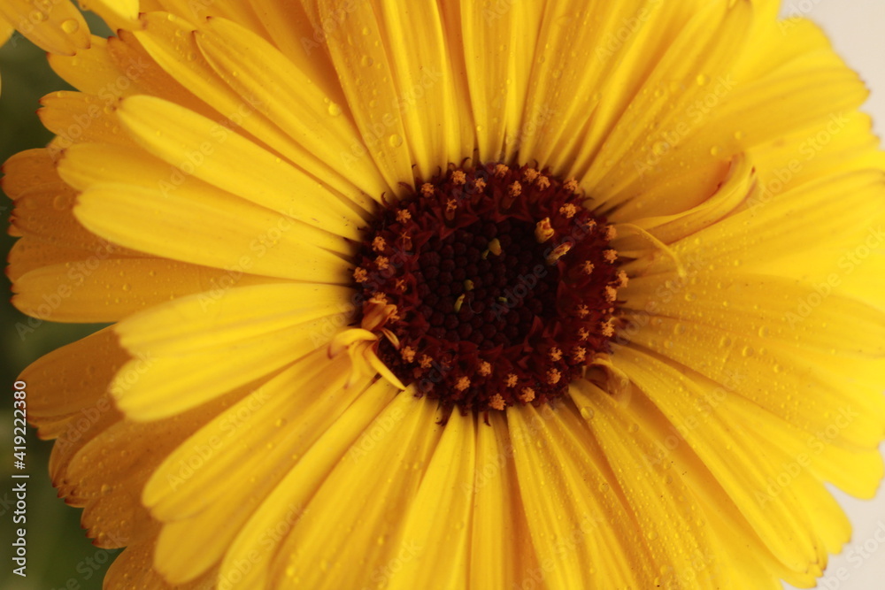 Beautiful Yellow Jarbera flower with bright colours. Flower background for seasons greetings Beautiful Yellow Jarbera flower with bright colours. Flower background for seasons greetings