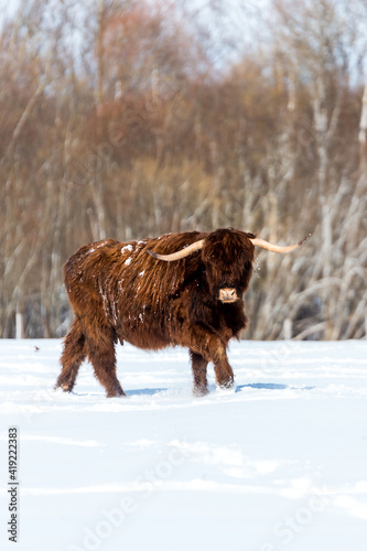 Beautiful Scottish Highland wild Cow in winter in field
