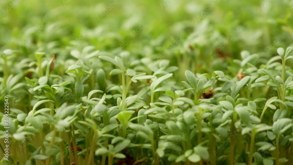 Garden cress. Microgreen. Healthy Eating. Garden cress. Microgreen. Healthy Eating.