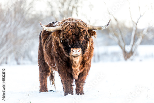 Beautiful Scottish Highland wild Cow in winter in field