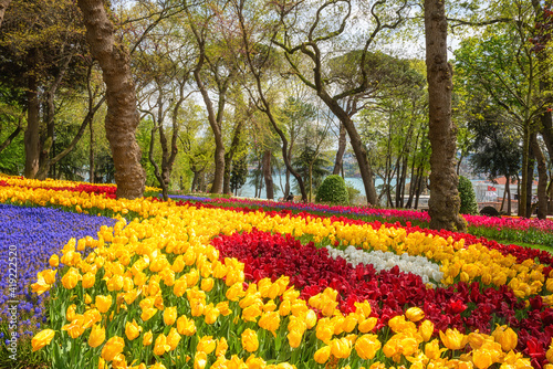 Photography Amazing flowering garden, famous turkish park Emirgan Korusu in Istanbul during spring tulip festival, Turkey