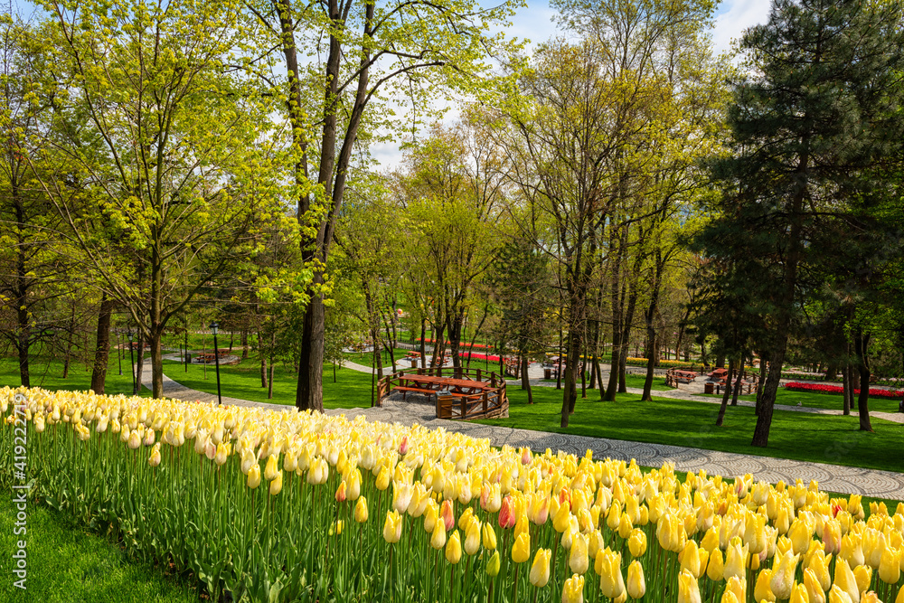 Obraz premium Beautiful spring garden, famous turkish park Emirgan Korusu in Istanbul during tulip festival, Turkey. Outdoor travel background, nature landscape
