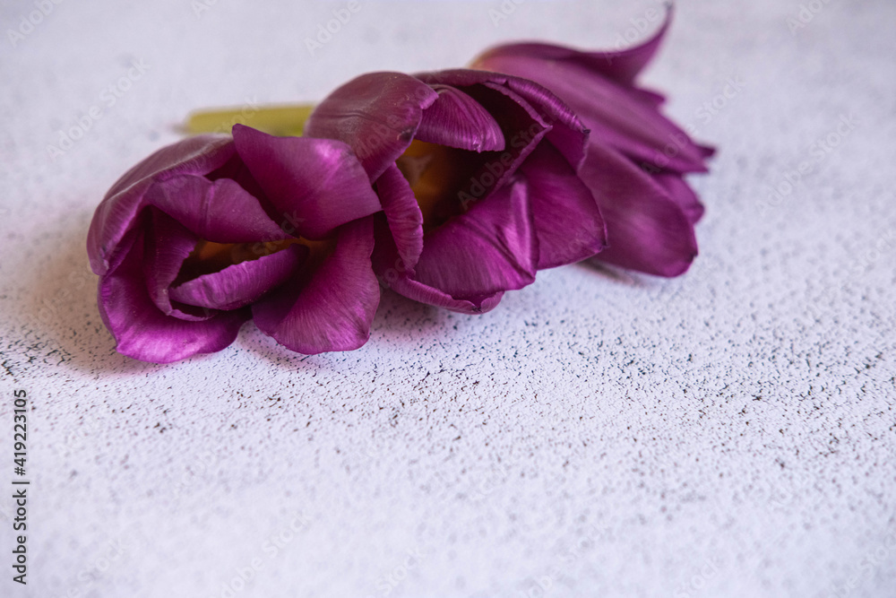 color, tulip, background, isolated, plant, burgundy, purple, light, beauty, bright, green, white, flower, beautiful, nature, spring, head, leaf, petal, woman, bouquet, natural, bloom, floral, protect, color, tulip, background, isolated, plant, burgundy, purple, light, beauty, bright, green, white, flower, beautiful, nature, spring, head, leaf, petal, woman, bouquet, natural, bloom, floral, protect,