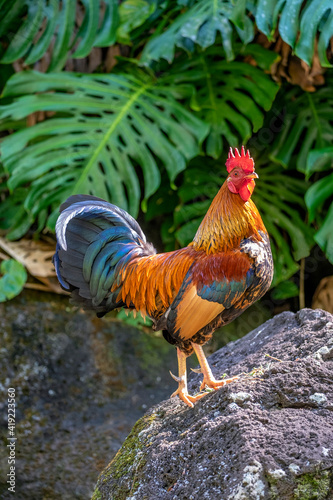 Feral rooster, Kauai, Hawaii, USA. photo