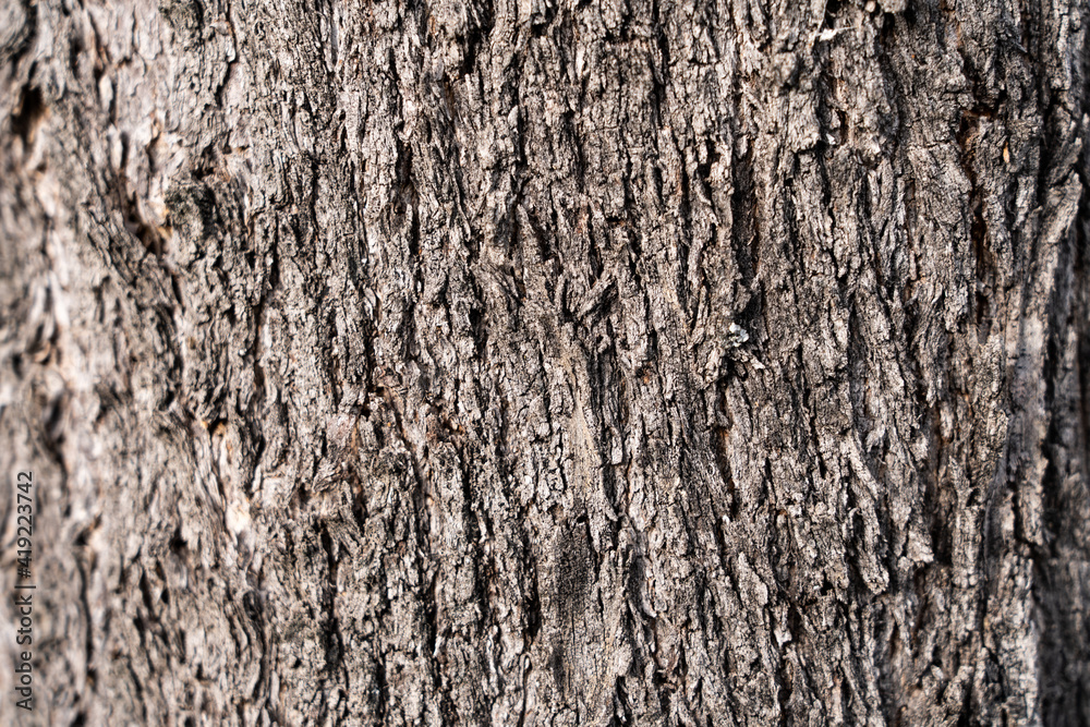 textura abstracta de corteza de árbol viejo textura abstracta de corteza de árbol viejo