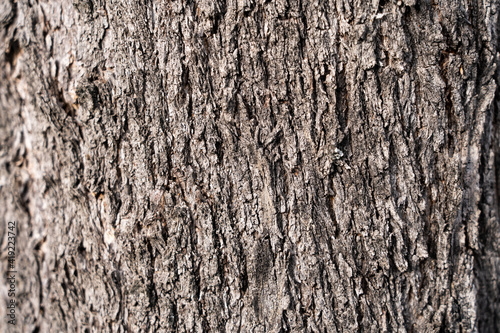 textura abstracta de corteza de árbol viejo © AXEL