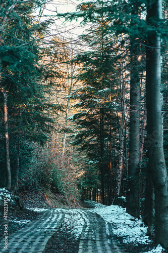 Fototapeta Naklejka Na Ścianę i Meble -  Droga w lesie, natura