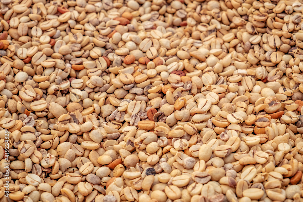 Fototapeta premium Kauai Coffee beans drying, Kauai, Hawaii, USA.