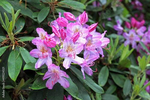 Rhododendron in spring