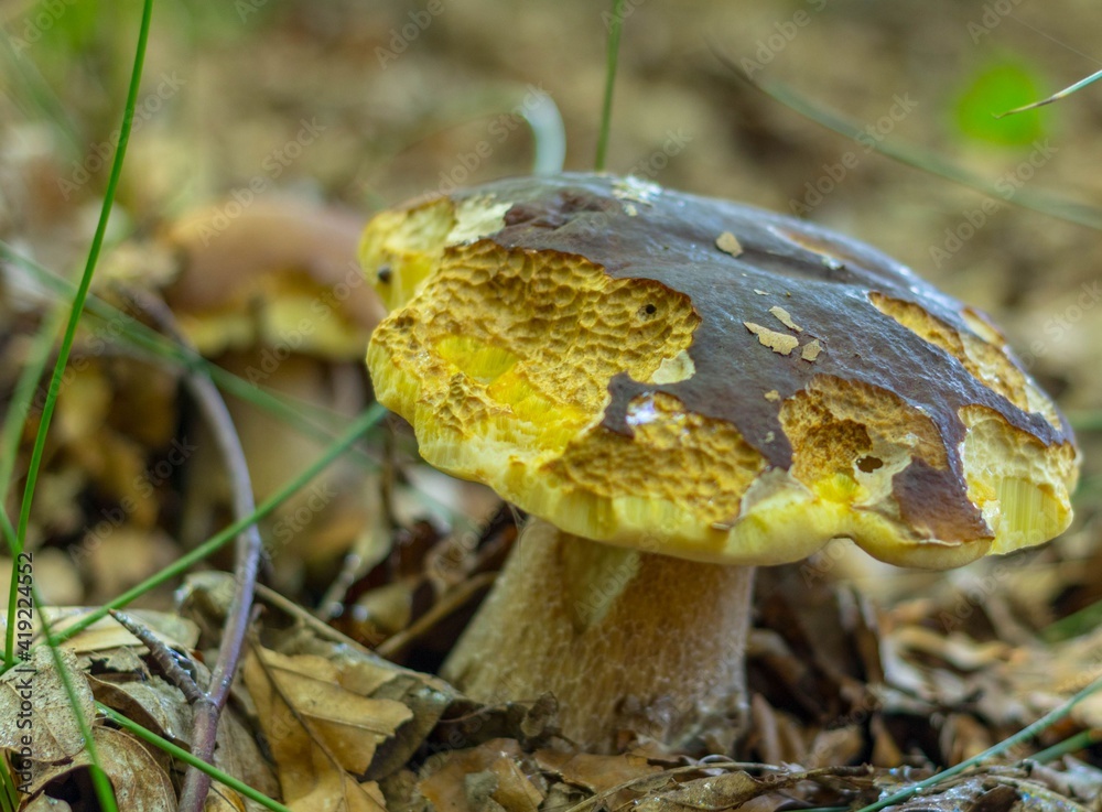 Grzyb prawdziwek las jesień