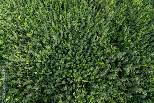 textura cenital de bosque de urtica verde