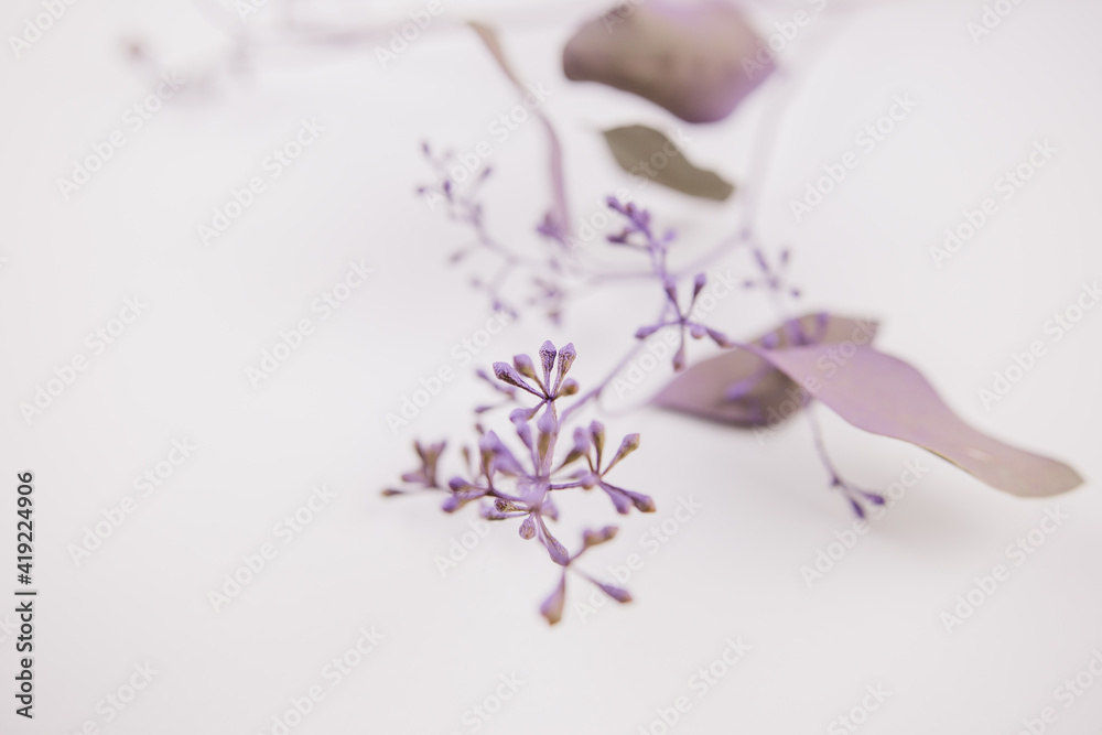 spring background of beautiful twigs with moldings for decor or postcards spring background of beautiful twigs with moldings for decor or postcards
