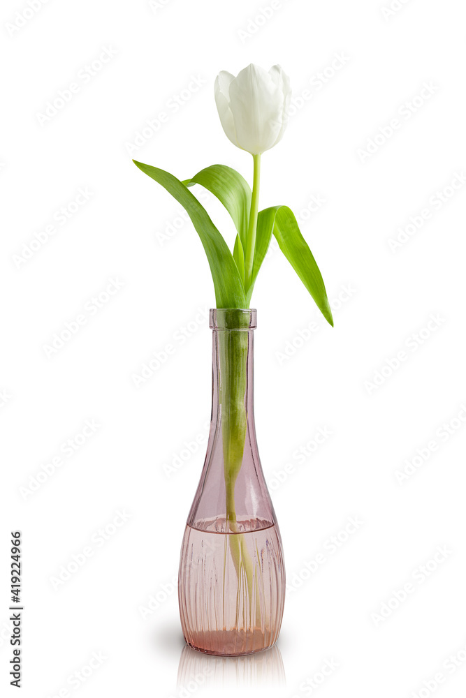 White tulip flower head with stem stern and leaves in glass transparent carved purple vase with water isolated on white background with reflection and shadow White tulip flower head with stem stern and leaves in glass transparent carved purple vase with water isolated on white background with reflection and shadow