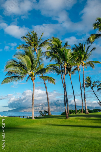 Palm trees along ocean, Wailea, Maui, Hawaii, USA.