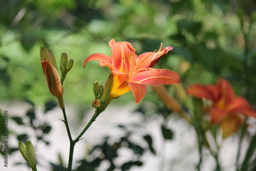 a beautiful orange lily closeup with a green background in the flower garden a beautiful orange lily closeup with a green background in the flower garden