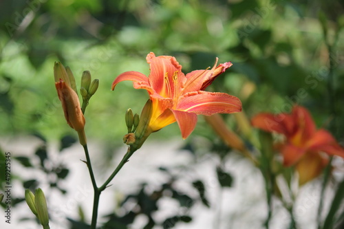 a beautiful orange lily closeup with a green background in the flower garden
