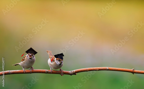 Two little funny sparrow birds are sitting in the spring garden in the student hats of the confederacy photo