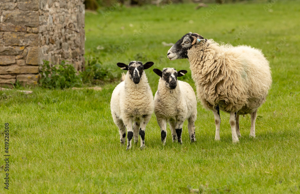 Swaledale ewe, a female sheep, with her two well grown mule lambs stood in green meadow in Springtime. Yorkshire Dales, UK. No people. Horizontal. Space for copy. Swaledale ewe, a female sheep, with her two well grown mule lambs stood in green meadow in Springtime. Yorkshire Dales, UK. No people. Horizontal. Space for copy.