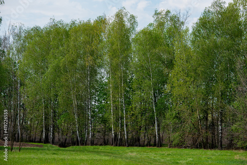 Birch trees covered with green foliage and meadow.