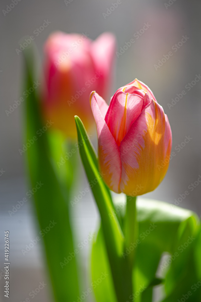 Fototapeta premium two tulips against light blurred background on a sunny day.