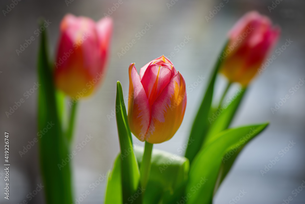 Fototapeta premium three tulips against light blurred background on a sunny day.