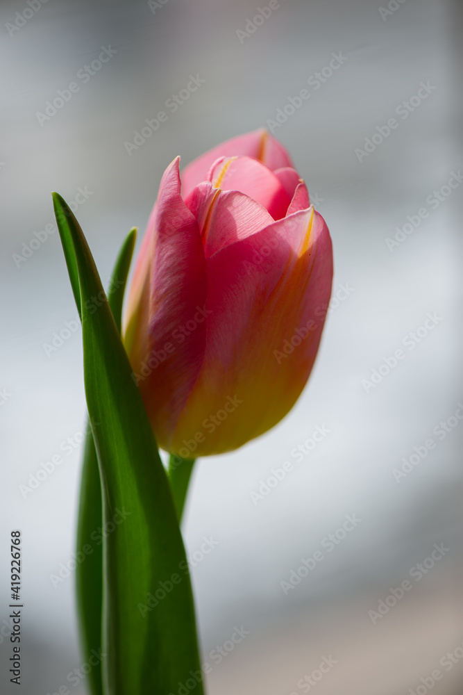 Obraz premium pink tulip on a blurred light background on a sunny day, close-up.