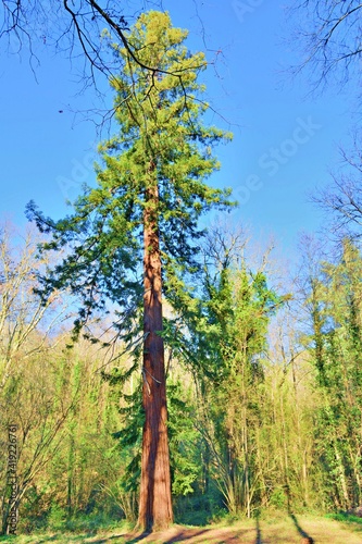 sequoia tree in Tuscany in the locality of San Casciano Val di Pesa, Italy