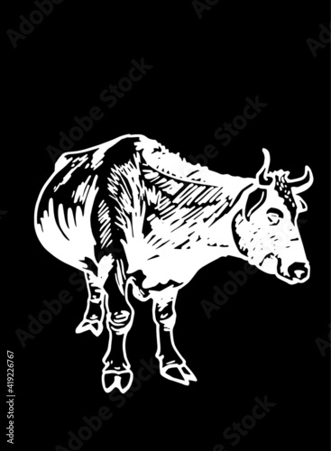 Vector drawing of cow standing isolated on black background  cattle  