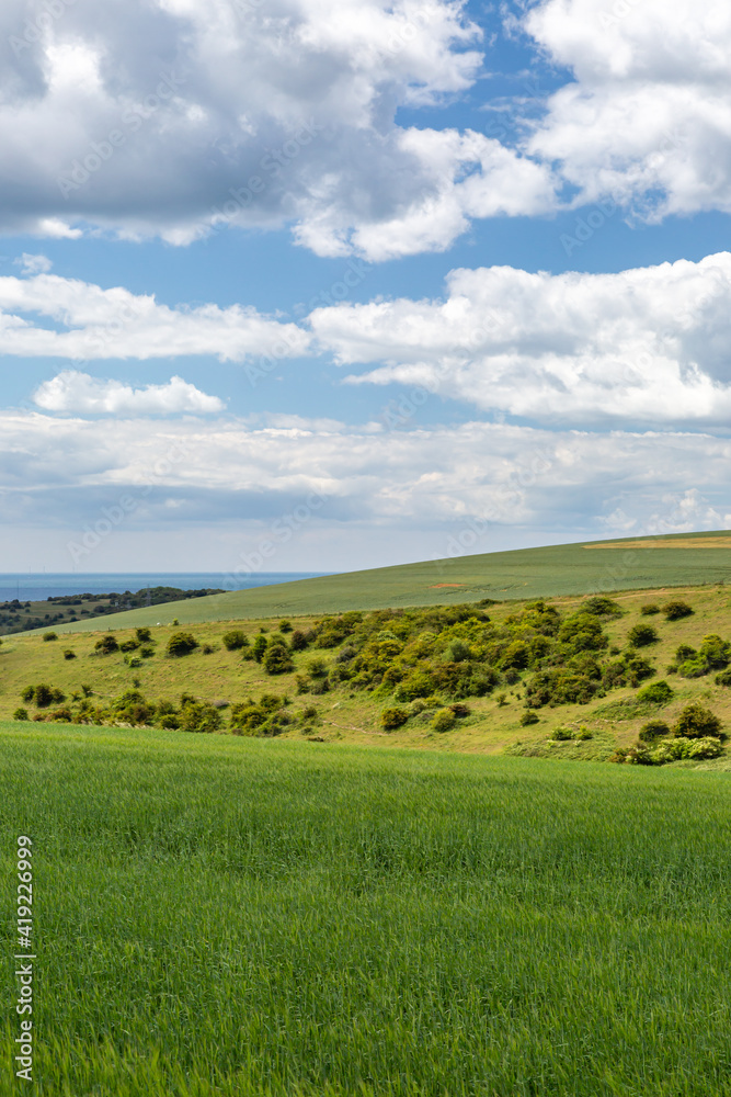 Green Crops Growing in the South Downs in Summer