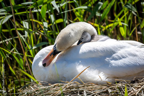 A Cygnet Nuzzled on Mums Back Whilst Sitting on the Nest