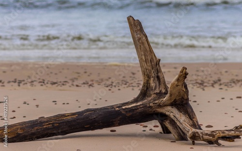 Obraz na płótnie Kłoda na plaży w salonie