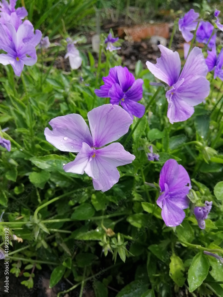 lots of purple and pink blooming Viola cornuta flowers on a background of green leaves on a mulched bed. floral background
