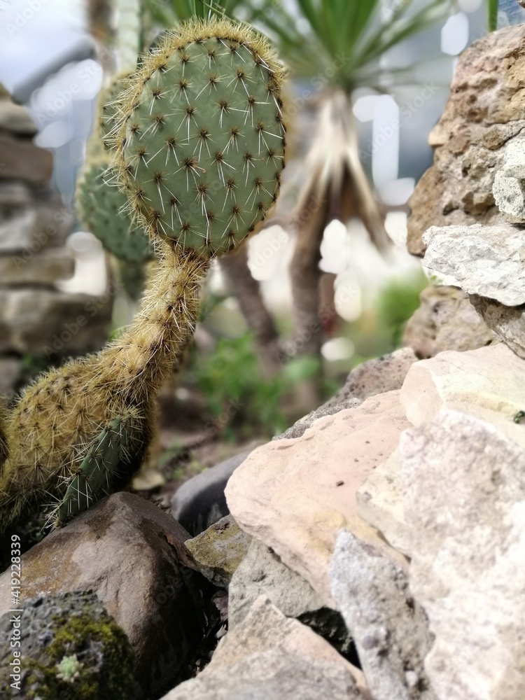 alpine slide and flower stone bed with cacti and succulents on a sunny summer day. floral wallpaper alpine slide and flower stone bed with cacti and succulents on a sunny summer day. floral wallpaper