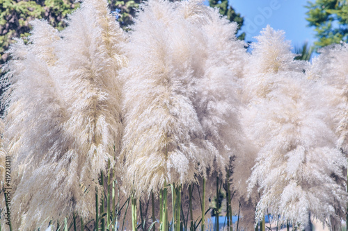Cortaderia selloana, Pampas grass Large fluffy spikelets of white and silver-white color