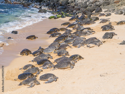Hawaii, Maui, Hookipa, Green sea turtles hauling up onto sandy beach photo