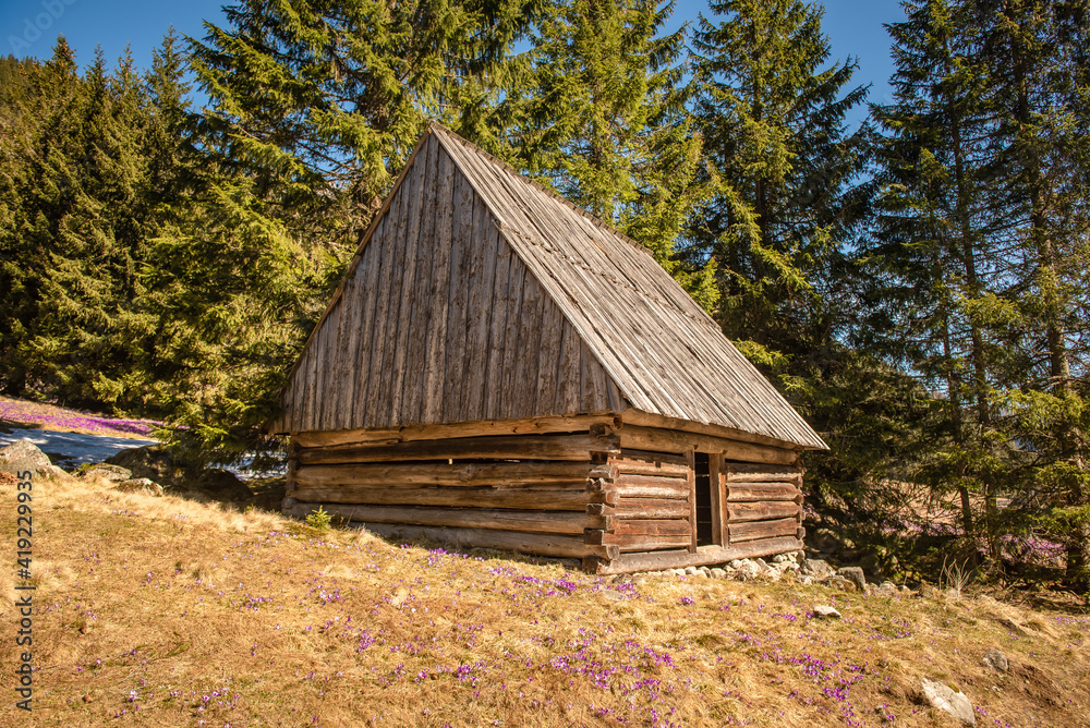 Krokusy, Dolina Chochołowska, Wiosna, Tatry