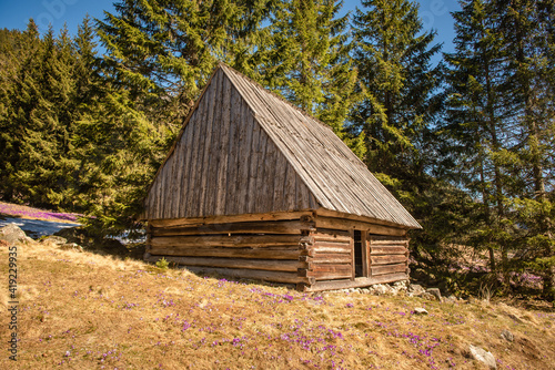 Obraz na płótnie Krokusy, Dolina Chochołowska, Wiosna, Tatry w salonie