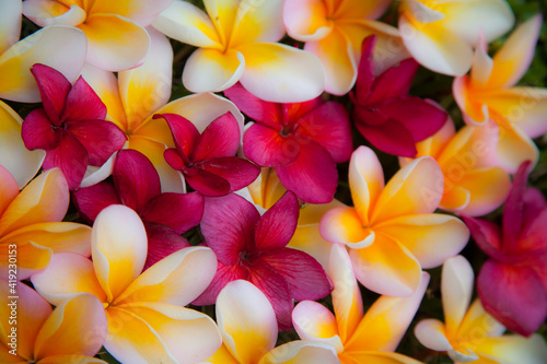 Canvas Print USA, Hawaii, Maui, Kapalua colorful plumeria fallen blooms