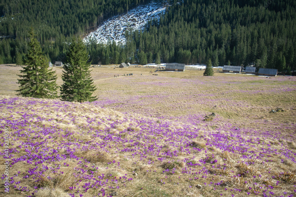 Krokusy, Dolina Chochołowska, Wiosna, Tatry