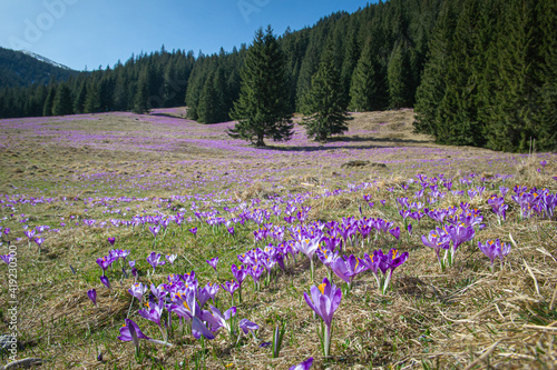 Obraz na płótnie Krokusy, Dolina Chochołowska, Wiosna, Tatry w salonie