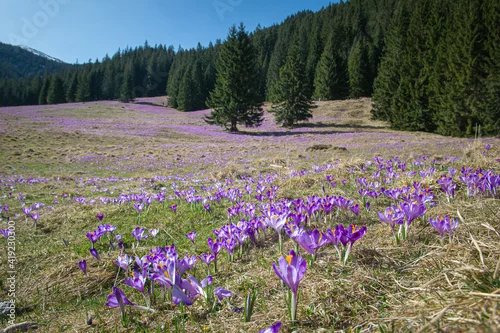 Obraz Krokusy, Dolina Chochołowska, Wiosna, Tatry