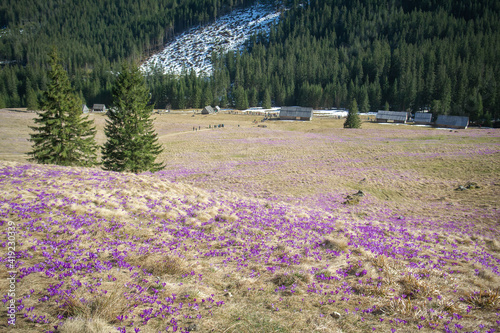 Obraz na płótnie Krokusy, Dolina Chochołowska, Wiosna, Tatry w salonie