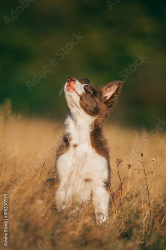 Beautiful brown border collie puppy enjoying outdoors at sunset. 