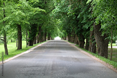 The road is covered with asphalt between the green crowns of trees stretching into the distance