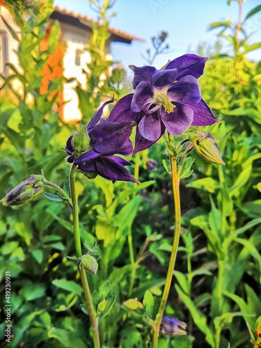 blue and yellow flowers