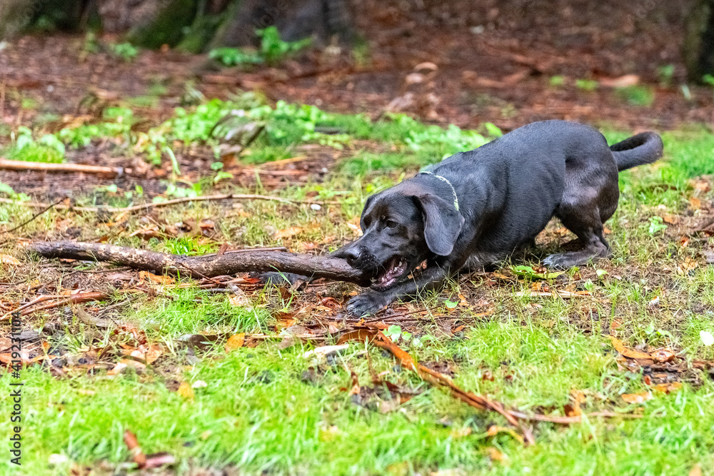 black dog in the park playing with a wooden stick