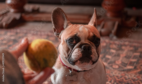 dog with a ball, dog chewing a ball, french bulldog playing with a ball, dog catching a ball, portrait of a dog and a ball, french bulldog playing © Alise