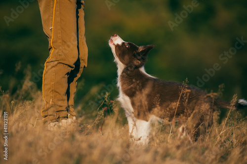 Fototapeta Naklejka Na Ścianę i Meble -  Beautiful brown border collie puppy enjoying outdoors at sunset. 
