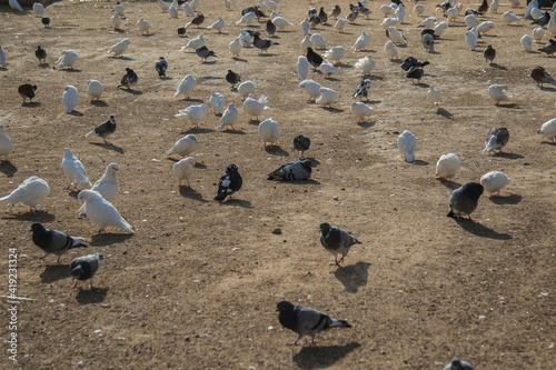 pigeon © Salons