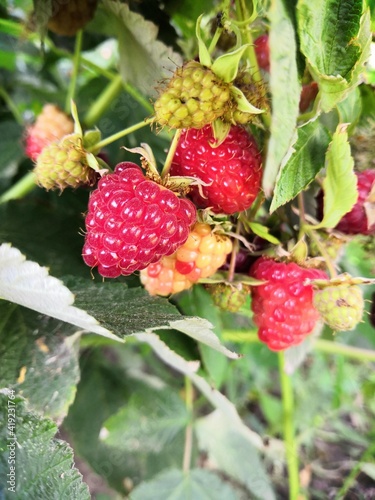 wild strawberry on a bush